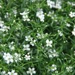 Plantarea și îngrijirea plantelor perene Gypsophila