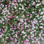 Plantarea și îngrijirea plantelor perene Gypsophila