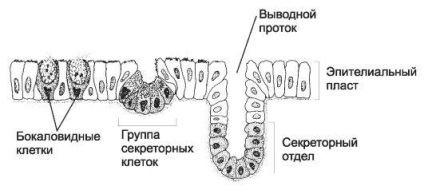 Capitolul 5 Țesuturile epiteliale