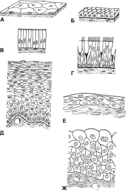 Глава 5 епітеліальні тканини