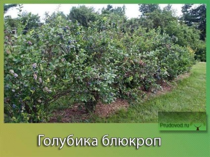 Áfonya blyukrop a fajta leírását és a termesztés hasznos tulajdonságok