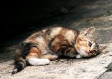 Horoszkóp macskák született a Szűz jegyében - szól macskák és macskák szeretettel