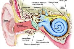 Ciuperca în simptomele urechilor și tratamentul