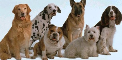 Ideea de afaceri - cursuri de formare pentru câini, enciclopedie de fraudă