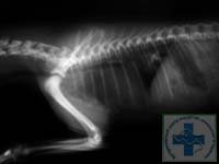 Trupurile străine ale esofagului și stomacului la pisici și câini
