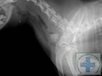 Trupurile străine ale esofagului și stomacului la pisici și câini