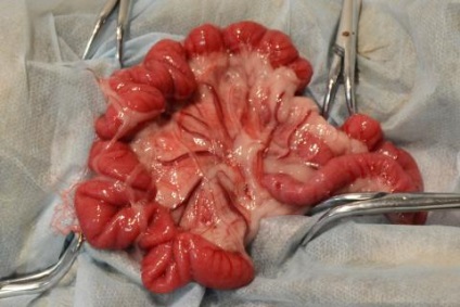 Organism străin de stomac și intestine, clinică veterinară a medicului șubin
