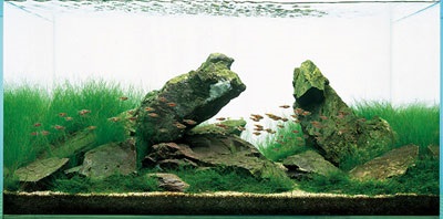 Arta designului acvariului