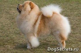 Istoria originii Chow Chow