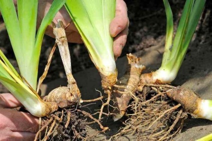 Július - ideje a transzplantációs íriszek a kertben