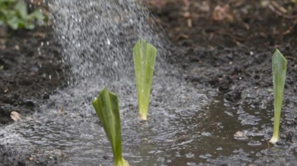 Iulie este momentul pentru replantarea iriselor în grădină