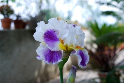 Iulie este momentul pentru replantarea iriselor în grădină