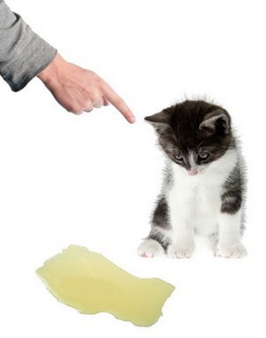 Megszabadulni az illata macska vizelet szőnyeg, kanapé, cipő, hogyan térjen vissza a lakásban friss illatú