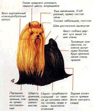 Yorkshire terrier Yorkshire terrier fotó szabvány kabát fülbe szemet fej nyak fogak