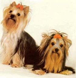 Yorkshire Terrier fotografie standard Yorkshire terrier, lână cap ochii urechi gât dinți