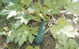 Zucchini és squash - a termesztés hasonlósága és különbségei