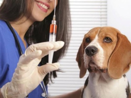 Ce boli ale câinilor necesită vaccinare