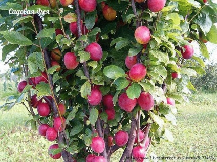 Ce pomi fructiferi sunt potriviti pentru gradini mici despre flori si gradinarit