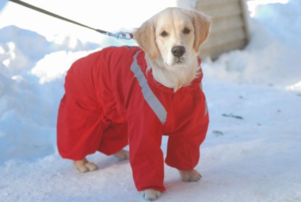 Cum sa speli un retriever de aur, cum sa speli un caine, cosmetice pentru retrieverii de aur - pepiniera este de aur