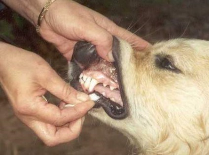 Cum sa speli un retriever de aur, cum sa speli un caine, cosmetice pentru retrieverii de aur - pepiniera este de aur