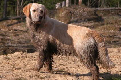 Cum sa speli un retriever de aur, cum sa speli un caine, cosmetice pentru retrieverii de aur - pepiniera este de aur