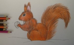 Cum de a desena o veveriță, trageți în scenă cu un creion, copilul meu