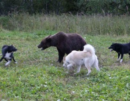 Hogyan vonat a fenevad husky