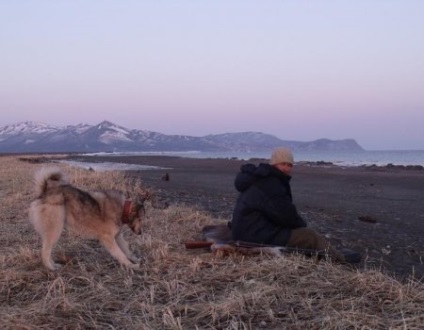 Hogyan vonat a fenevad husky