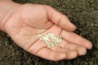 Cum se determină adecvarea semințelor pentru semănat, 6 hectare