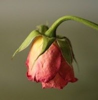 Cum de a revigora plantele magice de trandafir