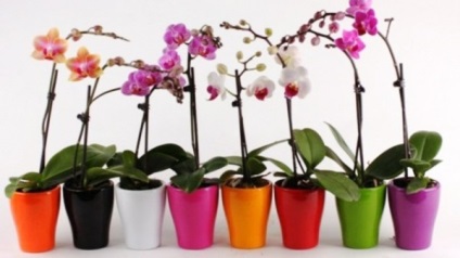 Hogyan transzplantáció az orchidea