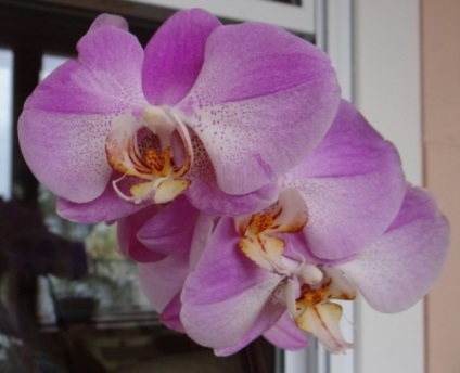 Как да се пресаждат орхидеите