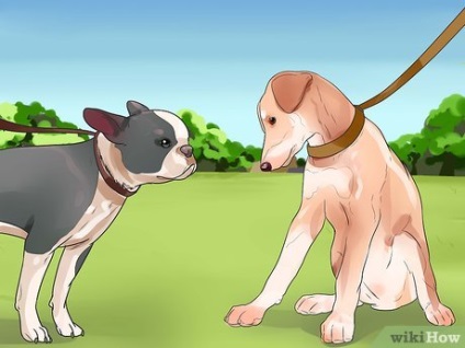 Cum să păstrați în formă un câine leneș