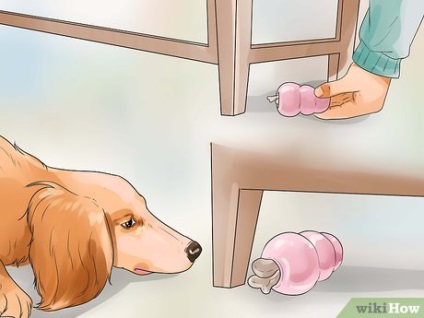 Cum să păstrați în formă un câine leneș