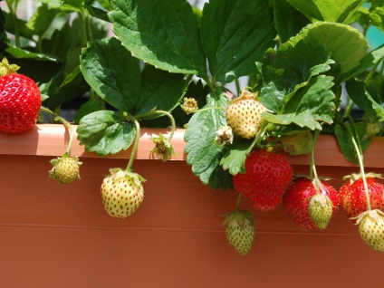 Cum să plantezi și să crești căpșuni acasă