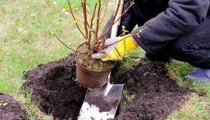 Cum să plantezi un coacăz