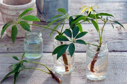 Cum să răsturnați corect butașii plantelor de interior