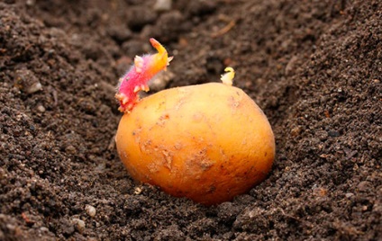 Cum să crească cartofi pentru plantare în rumeguș sau în secretele ușoare de grădinari