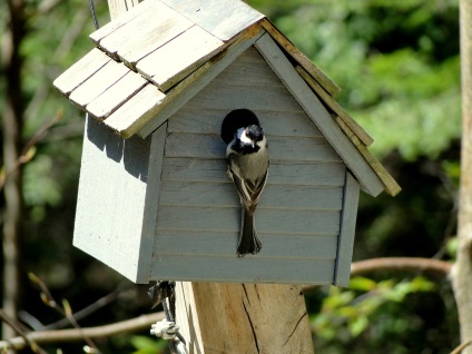 Hogyan készítsünk egy birdhouse-t a saját kezünkkel