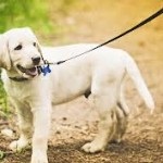 Как да се грижим за лапи на кучето, блог за кучета