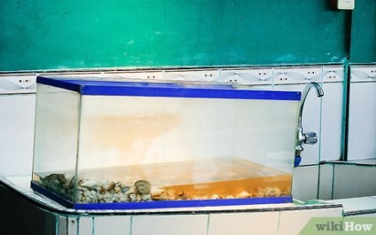 Как да се почисти чакъл за аквариум