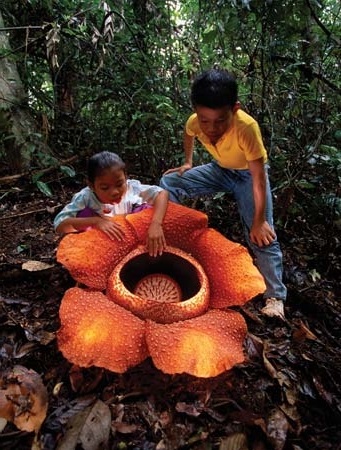 Cum arata cea mai mare floare din lume?