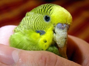 Cum de a vindeca un budgie