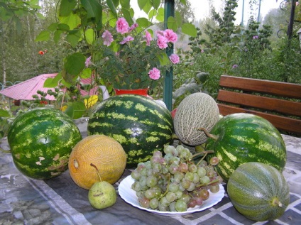 Cum să crească pepene verde și pepene galben în Belarus și Rusia pe teren deschis în mod corect
