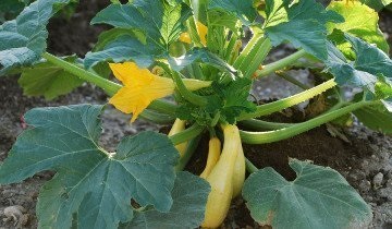 Cum se păstrează dovlecei și vinete - legume proaspete pe tot parcursul anului