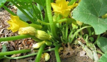 Cum se păstrează dovlecei și vinete - legume proaspete pe tot parcursul anului