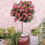Camellia, caracteristici, sfaturi pentru creștere și îngrijire