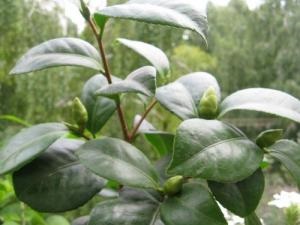 Camellia - semințe și răsaduri - un forum pe