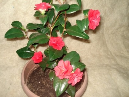 Camellia otthoni gondozást