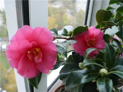 Camellia otthoni gondozást